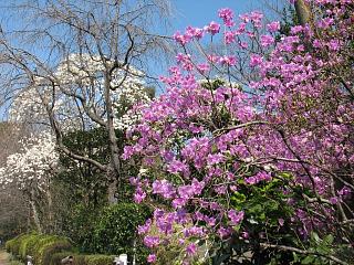 密蔵院