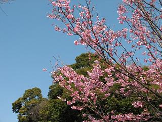 密蔵院