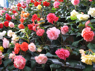 栃木県　お花の城
