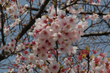 花ファンタジア