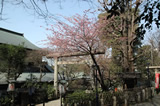 上野公園　早咲き桜