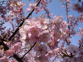 寒桜