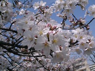 三郷の桜