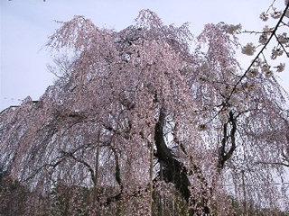 青龍院の枝垂桜