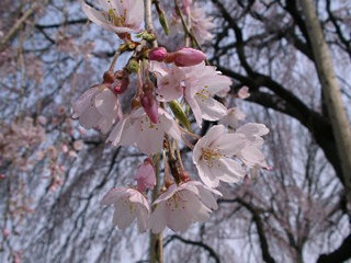 枝垂桜アップ