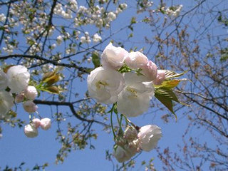 木場公園の八重桜