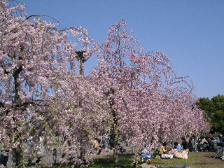 木場公園の枝垂桜