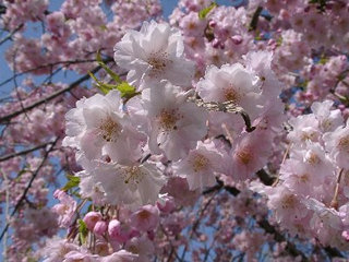 木場公園の枝垂桜アップ