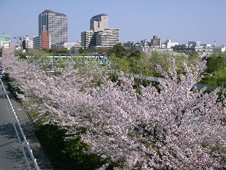 木場公園大橋から見た桜