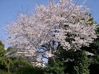 木場公園の桜