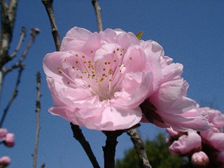 花桃
