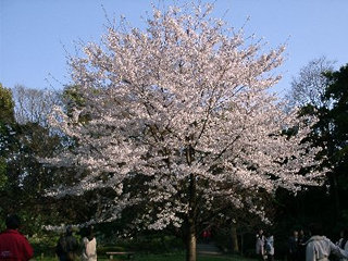 清澄庭園の桜