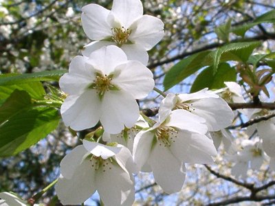 大島桜アップ