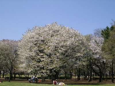 山桜