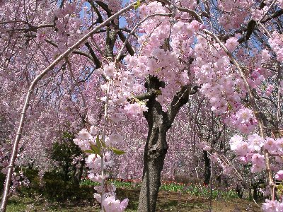 八重紅枝垂れアップ
