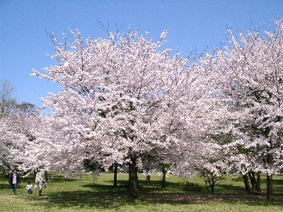 柏の葉公園桜　ソメイヨシノ