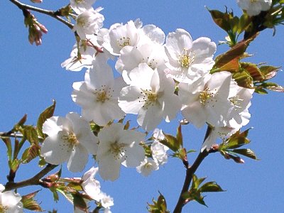 山桜アップ
