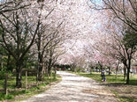 柏の葉公園