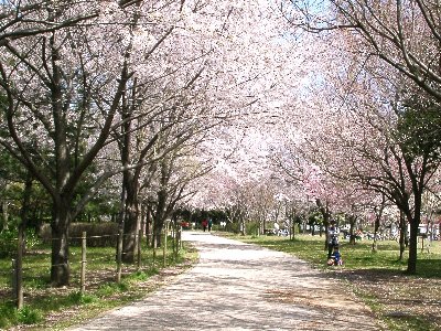 柏の葉公園の桜