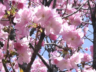 ボタン桜