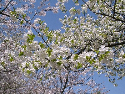 大島桜