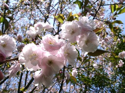 八重桜