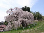 福島滝桜と会津五桜