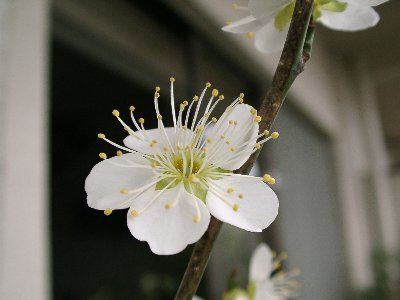 白梅