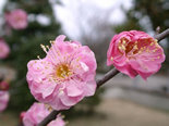 梅と桜