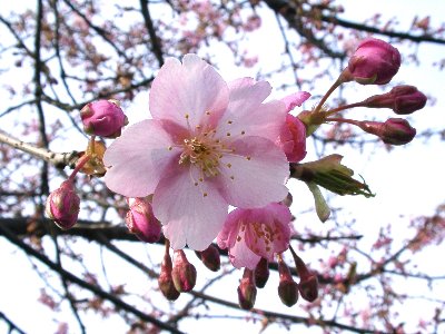 千草稲荷　寒桜？