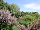 多摩森林公園、いろんな桜の名所です