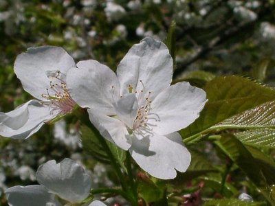 帆立