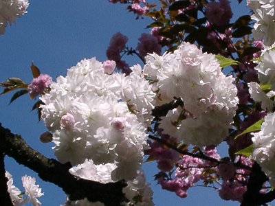 イチハラトラノオ　アップ