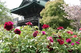 西新井大師　牡丹園