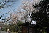 向島百花園