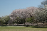 柏の葉公園