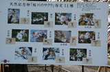 磯部桜川神社