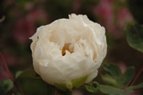 花ファンタジア