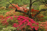 清水公園　つつじ