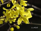 向島百花園