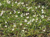 向島百花園