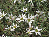 向島百花園