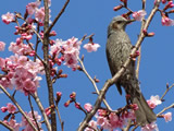 柏の葉公園