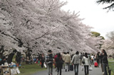 小石川植物園