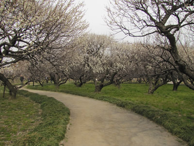 越谷梅林