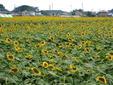 野木町ひまわり