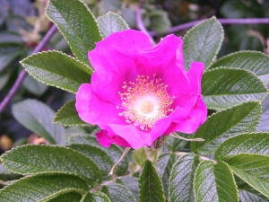 ハマナシの花