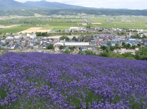 中富良野ラベンダー園