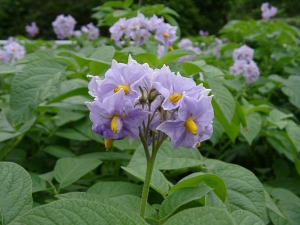 じゃがいもの花