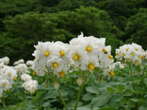 じゃがいもの花